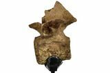 Pachycephalosaur Dorsal Vertebra - South Dakota #113637-5